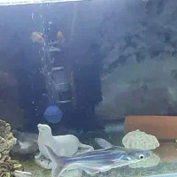 ماهی پنکوسی لوچ پاکستانی