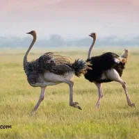 گوشت و محصولات شترمرغ