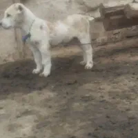 توله الابای