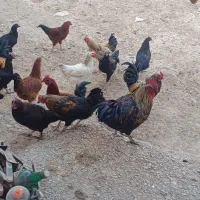 خروس محلی|حیوانات مزرعه|رزن, |دیوار