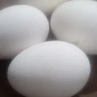 تخم غاز  درشت وتازه