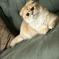 گربه گلد و سیلور نر جهت جفت گیری|گربه|تبریز, |دیوار