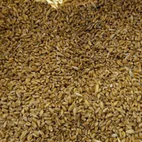 گندم مناسب دام