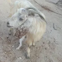 فروش بز دوقلو زا، با بره هم معاوضه میشود|حیوانات مزرعه|خورموج, |دیوار