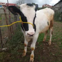 ۲عدد کل نر دورگ اصیل