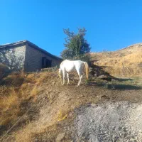 فروش اسب و مادیان|اسب و تجهیزات اسب‌سواری|وزینه, |دیوار