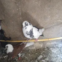 کبوتر ابلغ
