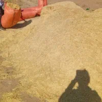 کاه دیم تمیز درچه یک تحول در محل
