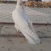 کبوتر پرشی 14دم جوجه 2پر شکار کفتر