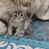 گربه پرشین بریتیش خانگی