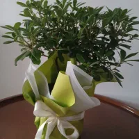 گل بنسای|گل و گیاه طبیعی|رشت, فرزانه|دیوار