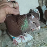 هومرکاکلی سینه|پرنده|شیراز, ستارخان|دیوار