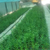 فروش نهال گلدانی بادام