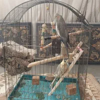 عروس هلندی با قفس