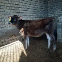 گوساله ماده(جرسی)