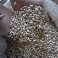 لوبیا چیتی خوشگل و تمیز درجه یک|عمده‌فروشی|فریدونشهر, |دیوار