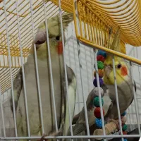 ۳عدد عروس هلندی