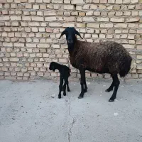 میش.بره.دار.گوسفند.بز