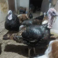 بوقلمون برنز نر