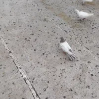 کبوتر سینه سار