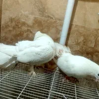 یک جفت کفتر دم چتری|پرنده|مشهد, بلال|دیوار