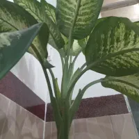 گل (دی فِن باخیا)|گل و گیاه طبیعی|عجب شیر, |دیوار