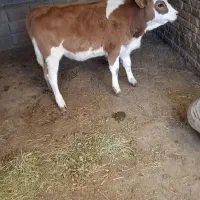 گوساله سیمنتال ماده