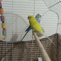 مرغ عشق بدون قفس