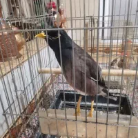 مرغ مینا|پرنده|رودهن, |دیوار