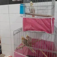 ۳تا عروس هلندی نرو و ماده با قفس