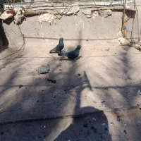 ی جفت زاغ خوشگل|پرنده|گنبکی, |دیوار