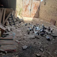 کبوتر رنگی