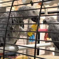 جفت کاسکو دم قرمز مولد (دم تخم)