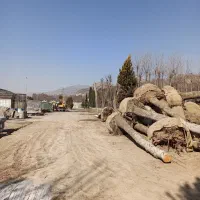 خریددرخت باریشه درخت چنار|خدمات باغبانی و درختکاری|شهریار, شهرک شاهد|دیوار