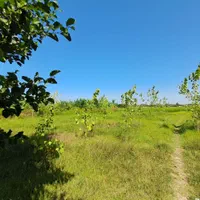 ۲۵۰متر زمین با کانکس۲خواب بزرگ ۴کیلومتر تا دریا|فروش زمین و ملک کلنگی|خشکبیجار, |دیوار