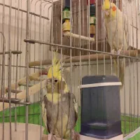 ۴ تا جوجه عروس دونخور نر و ماده