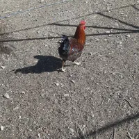 خروس محلی|حیوانات مزرعه|سروآباد, |دیوار