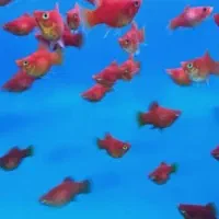 ماهی گوپی بالن،مولی بالن،پلاتی بالن|ماهی|تهران, شهرک شریعتی|دیوار