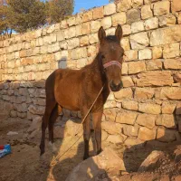 کره اسب ۷ ماهه