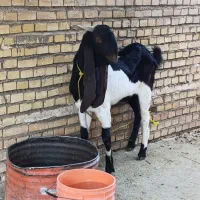 حیوانات|حیوانات مزرعه|ایذه, |دیوار