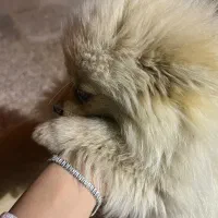 فروش توله سگ پامر