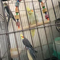 عروس هلندی
