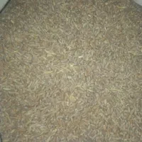 گندم|گل و گیاه طبیعی|نهبندان, |دیوار