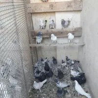کبوتر پاکستانی|پرنده|اصفهان, ارداجی|دیوار