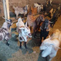 مایل به معاوضه نیستم|حیوانات مزرعه|رشتخوار, |دیوار