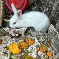 خرگوش|موش و خرگوش|خرمشهر, |دیوار