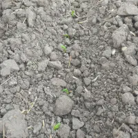 بذر نخود فرنگی وولف