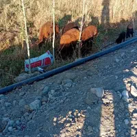 گوسفند بره دار|حیوانات مزرعه|ماهنشان, |دیوار