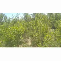 درخت بادام خزان متنوع در همه جا