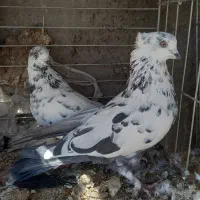 کبوتر پرشی|پرنده|حمیدیا, |دیوار